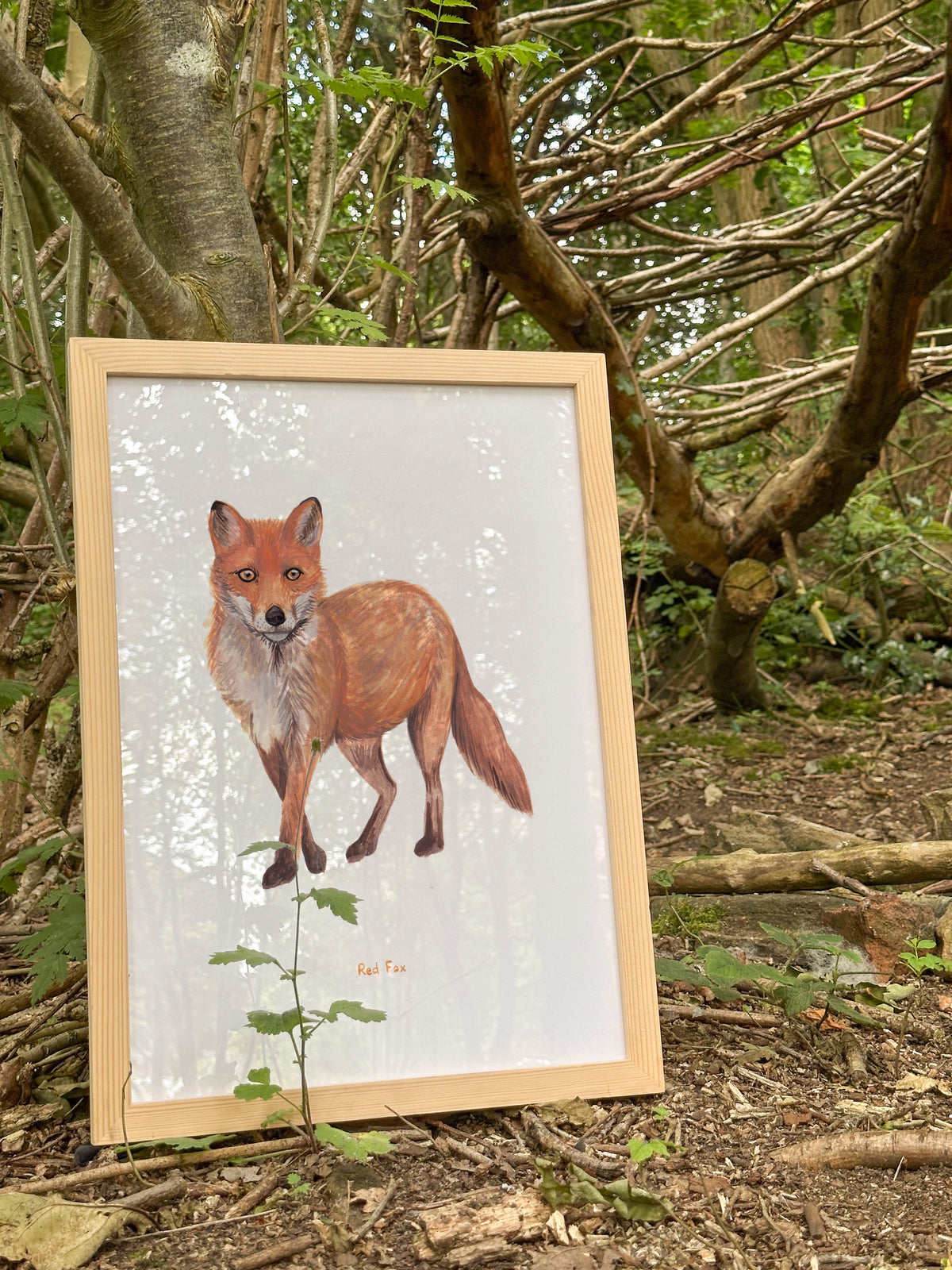 Red Fox Art Print