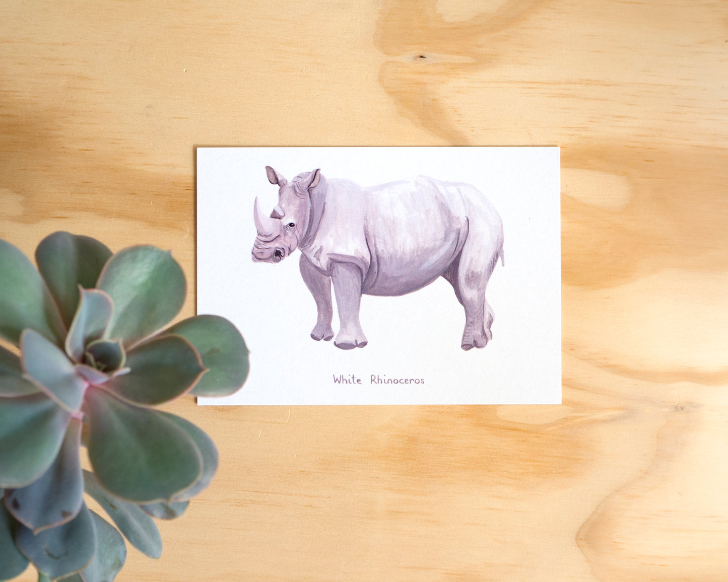 White Rhinoceros Postcard