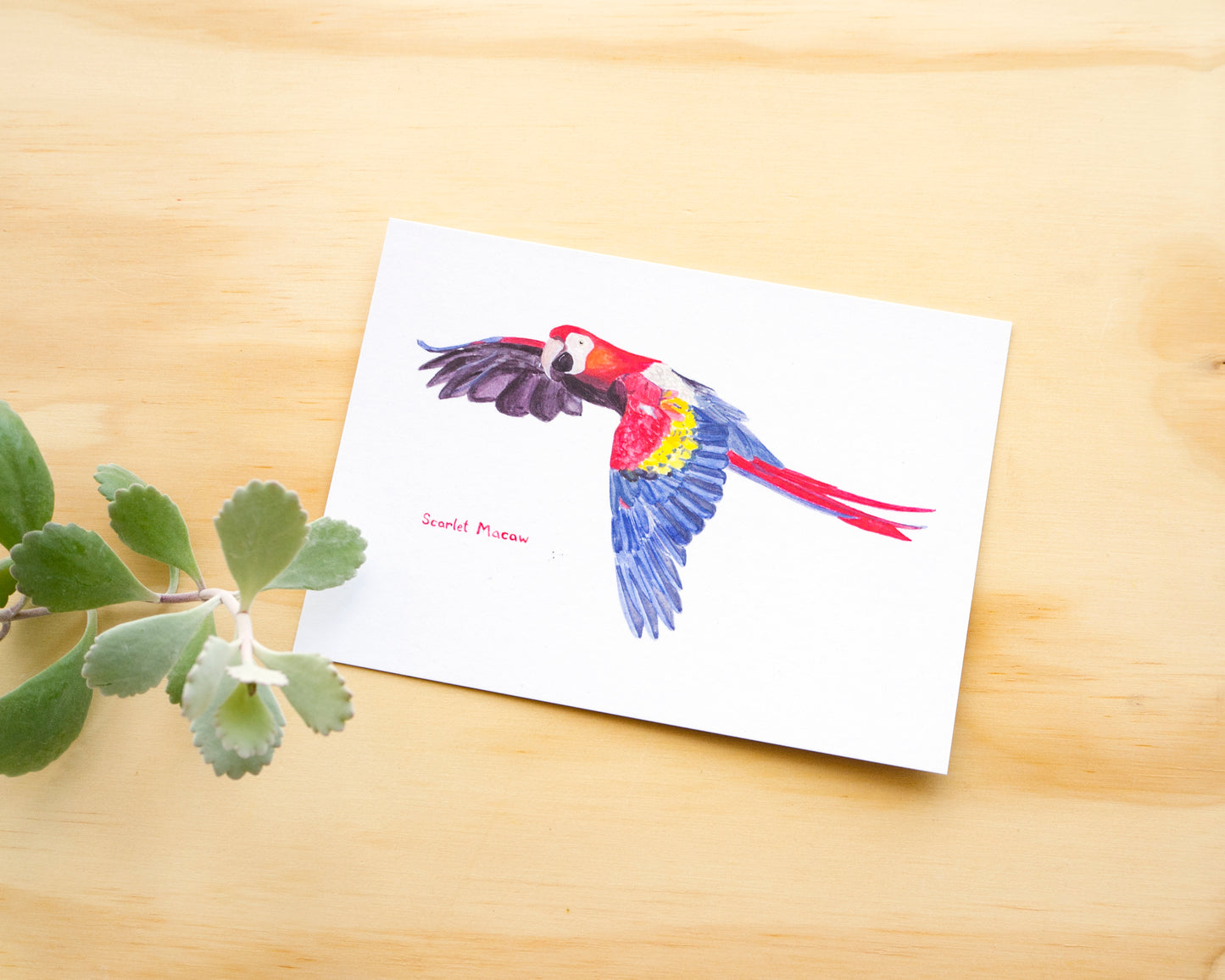 Scarlet Macaw Postcard