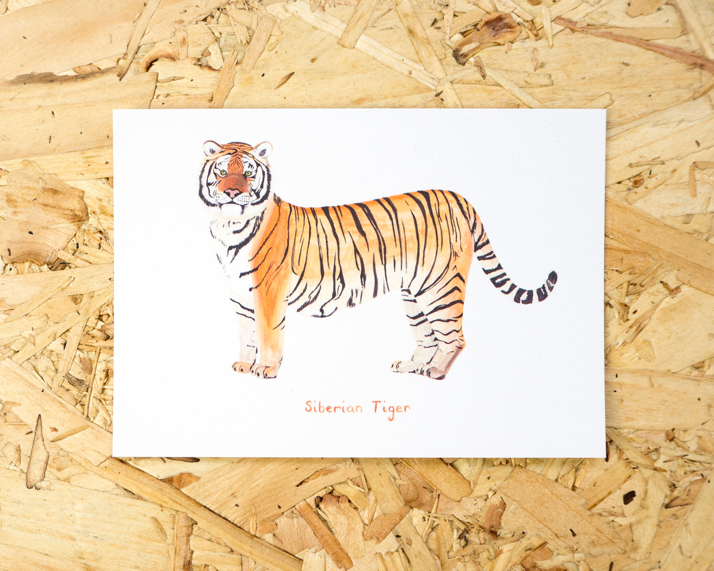 Siberian Tiger Postcard