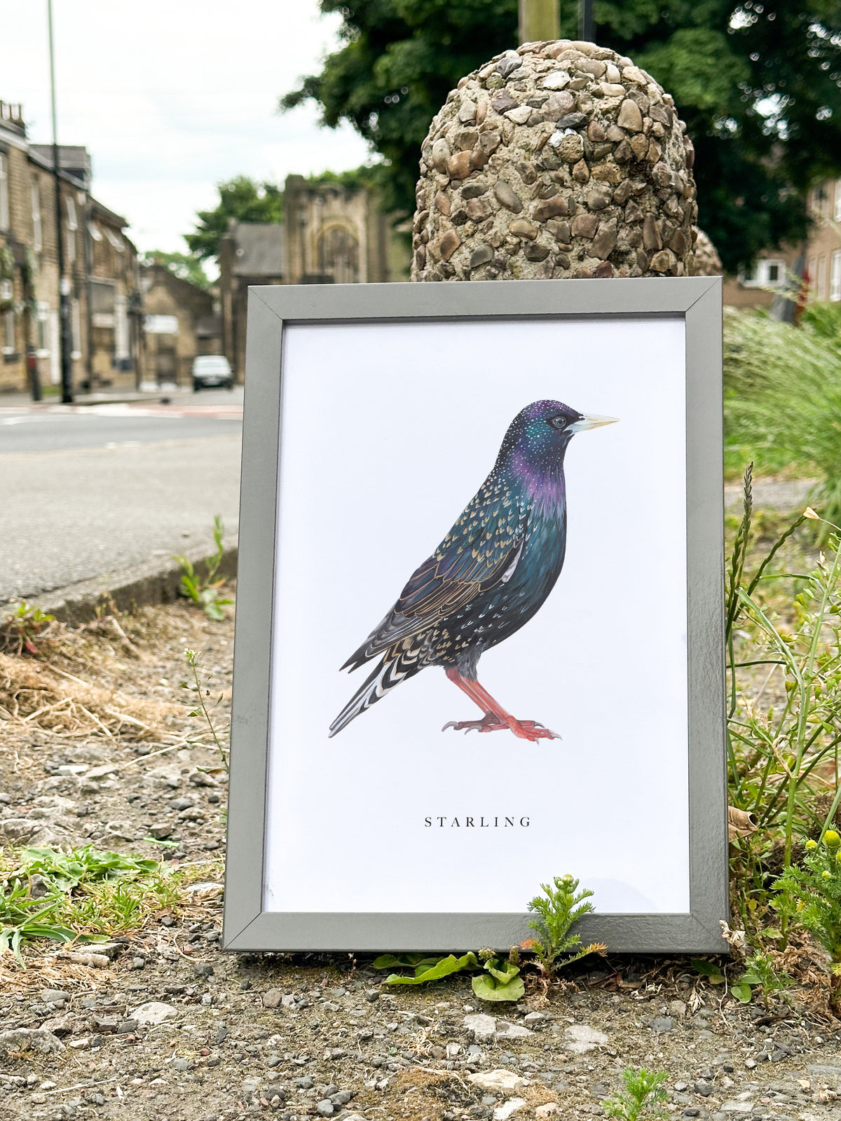 Starling Art Print