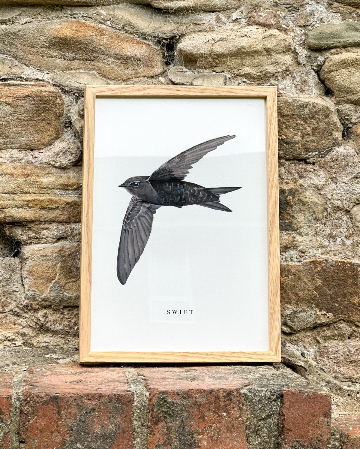 Swift Art Print