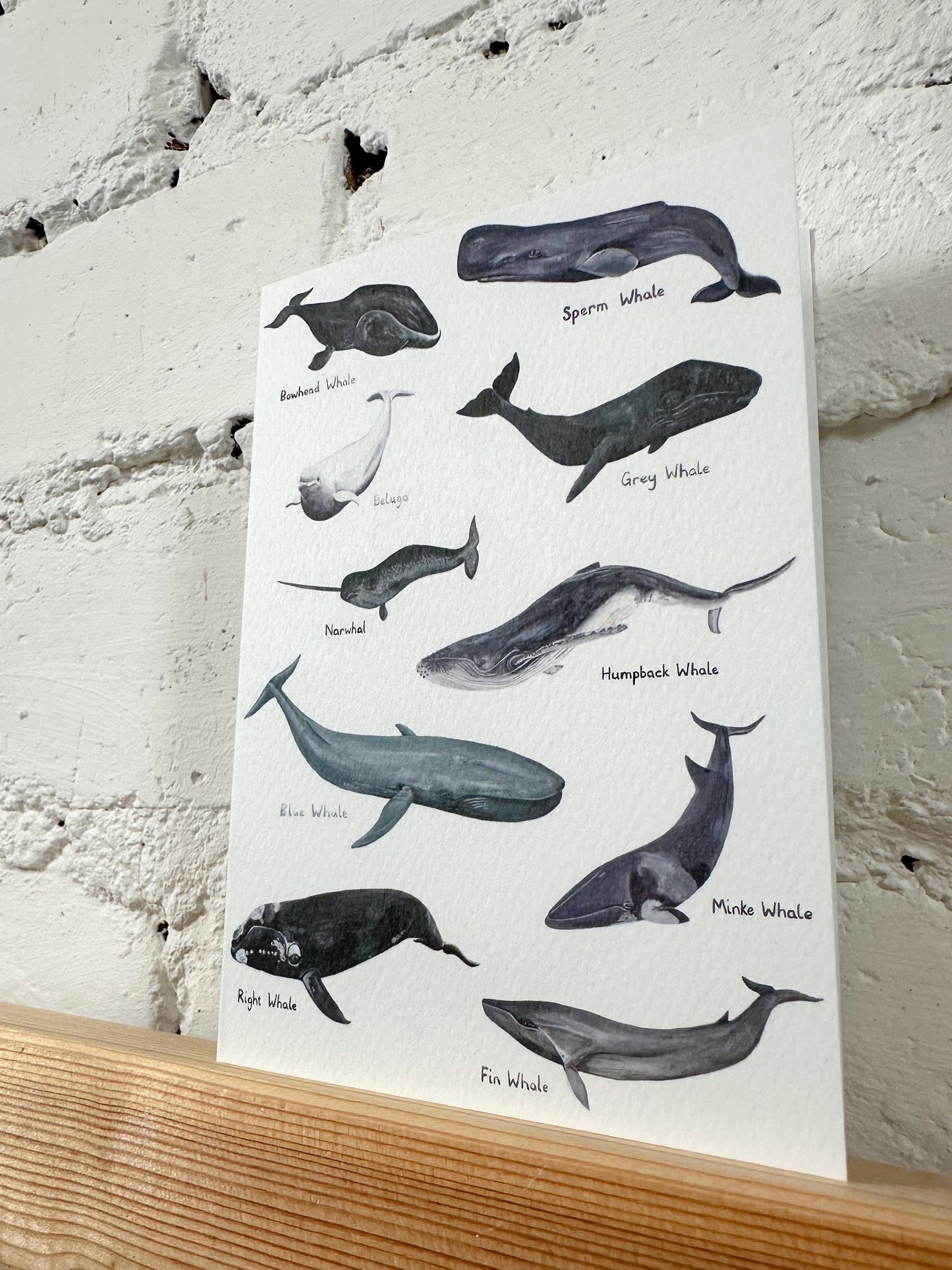 Whales Illustration Card