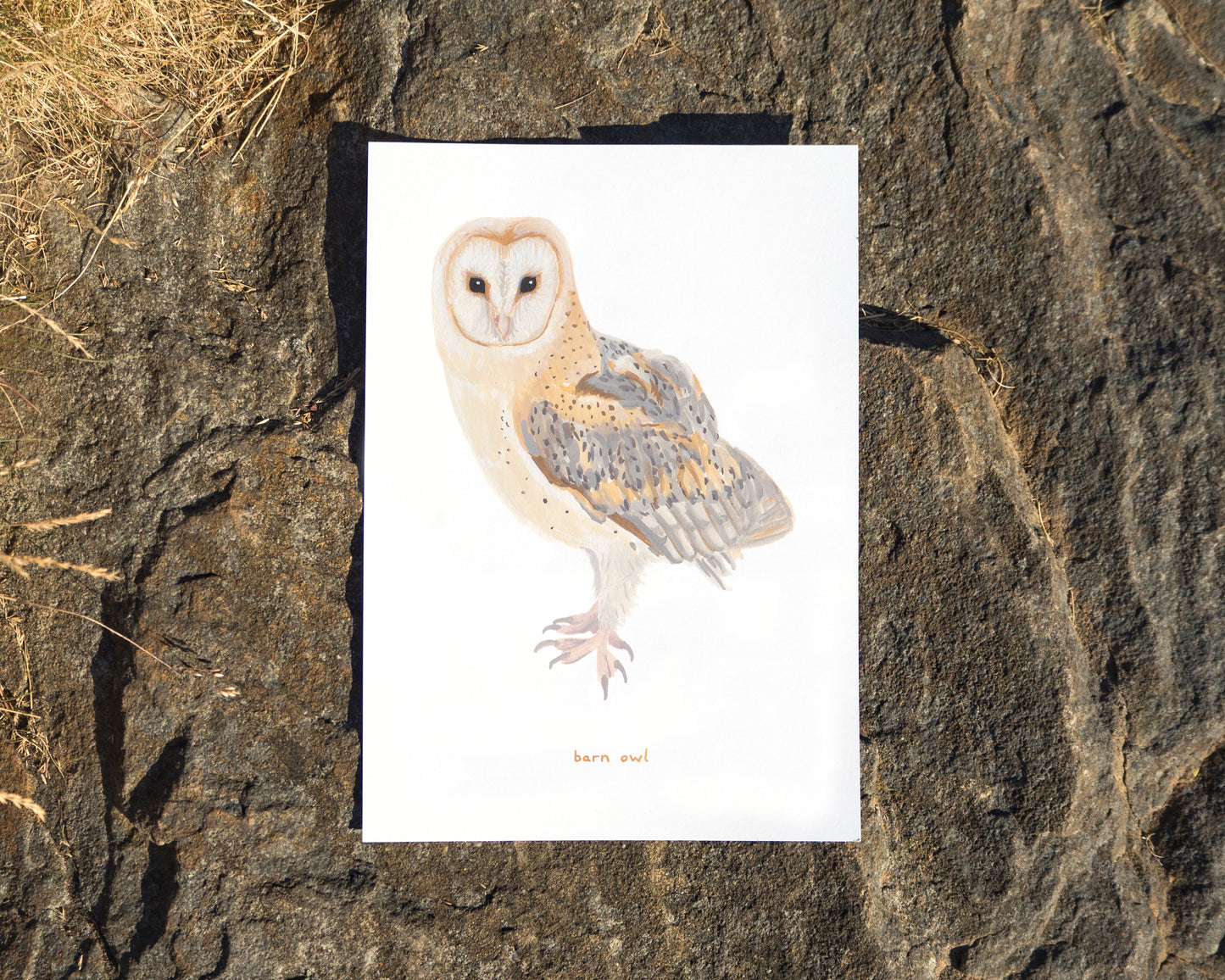 Barn Owl Print