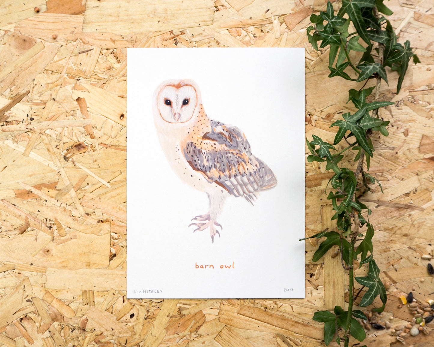 Barn Owl Print