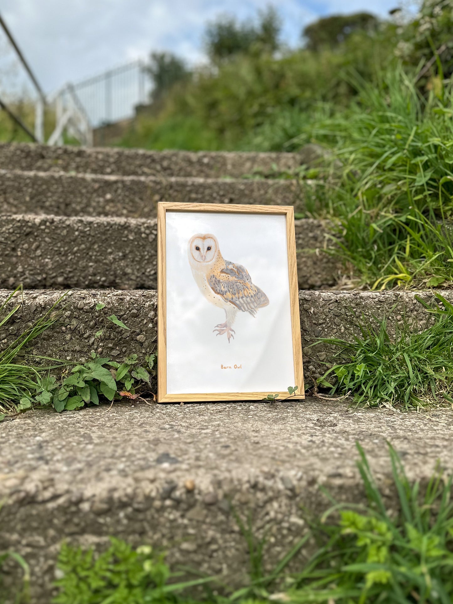 Barn Owl Print