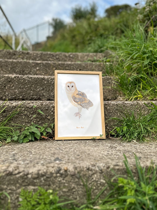 Barn Owl Print