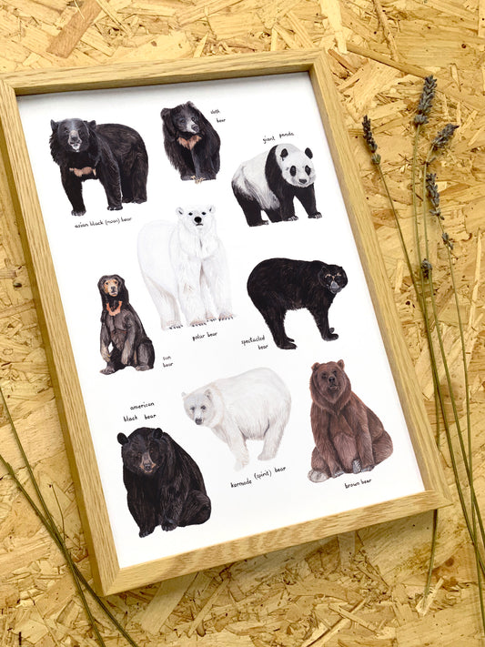 Bears of the World Print