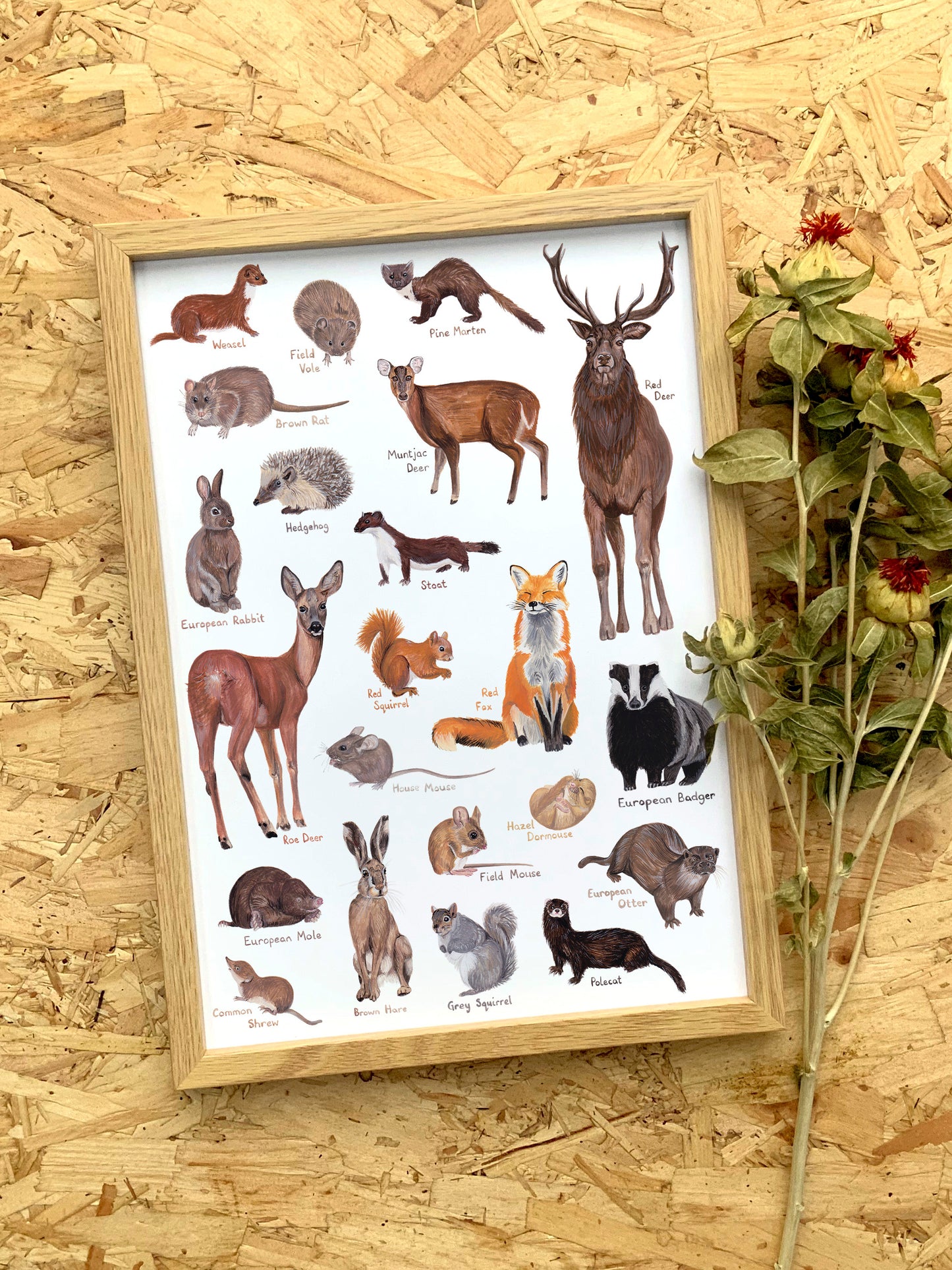 British Mammals Print