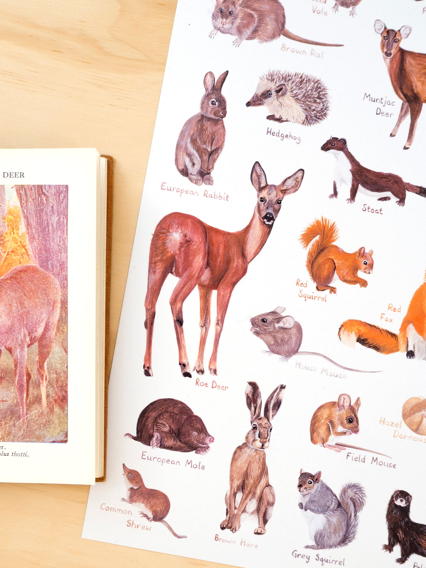 British Mammals Print