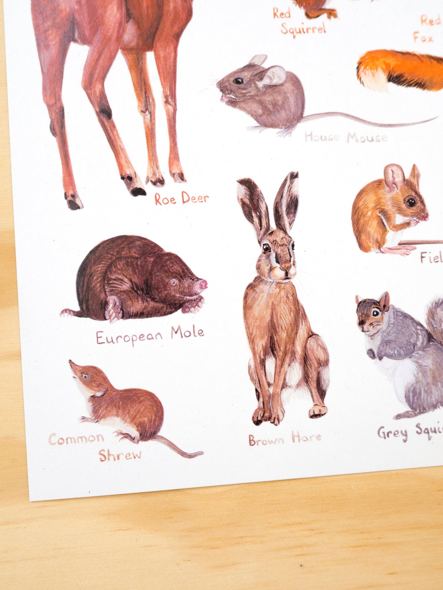 British Mammals Print