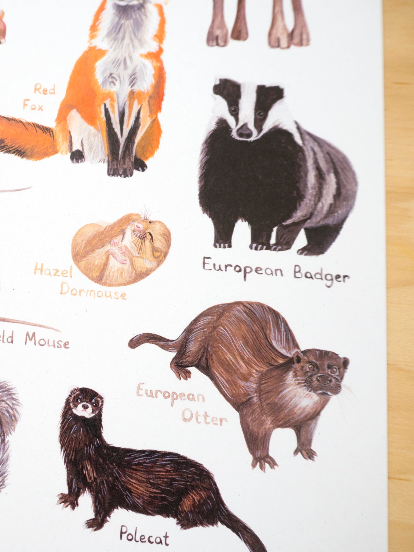 British Mammals Print