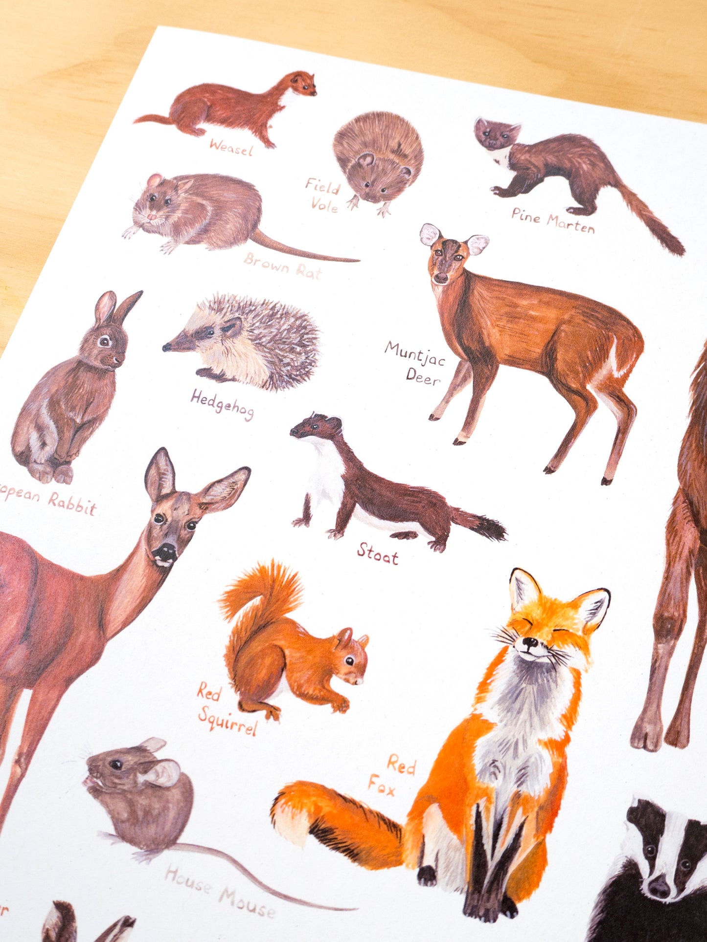 British Mammals Print