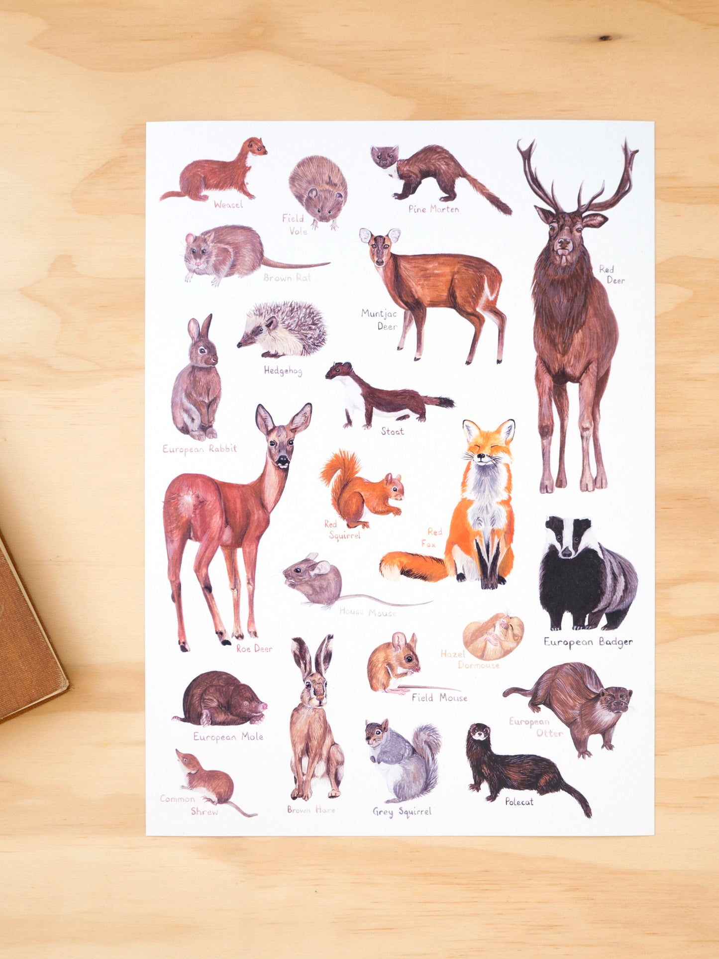 British Mammals Print