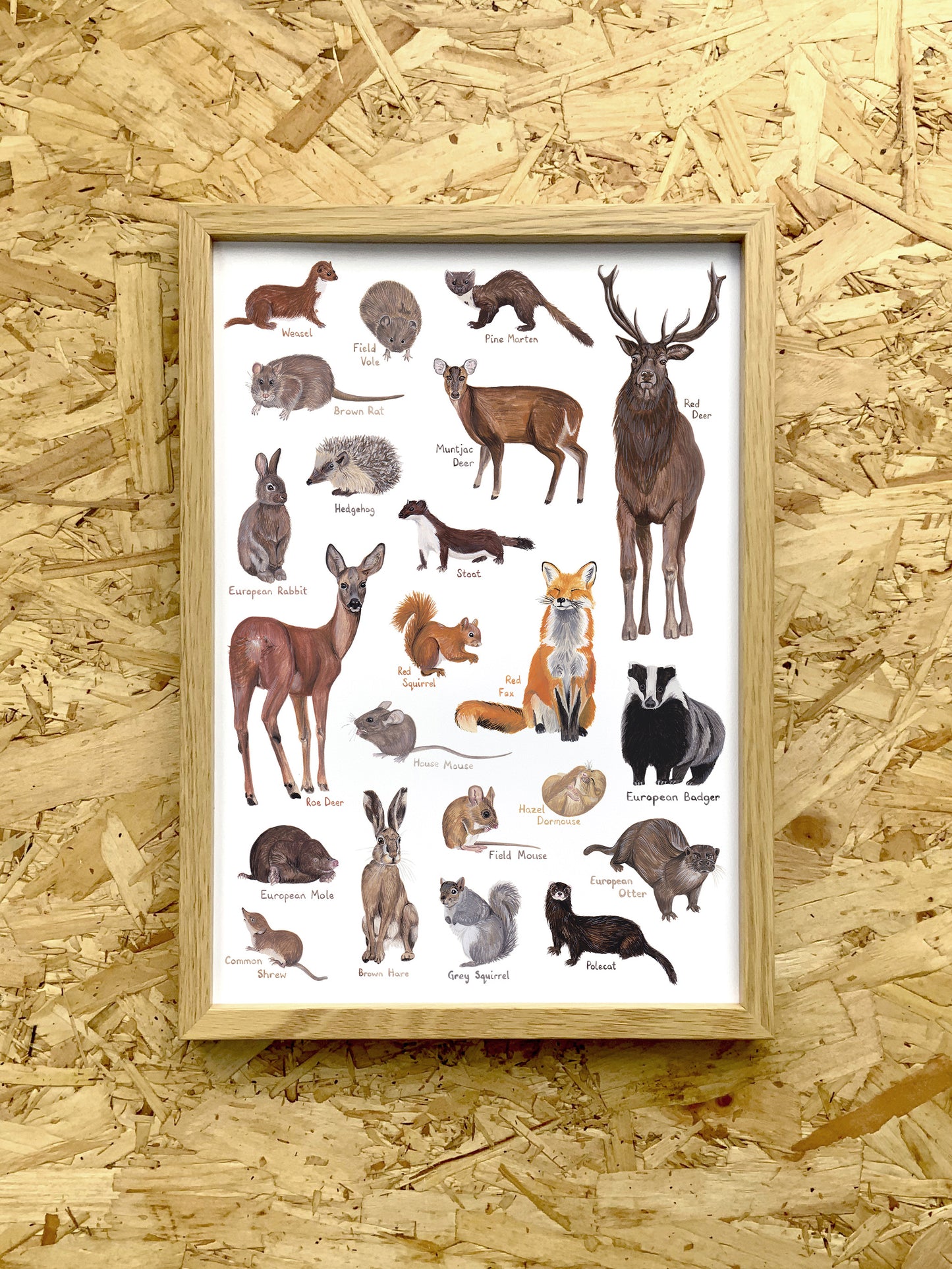 British Mammals Print