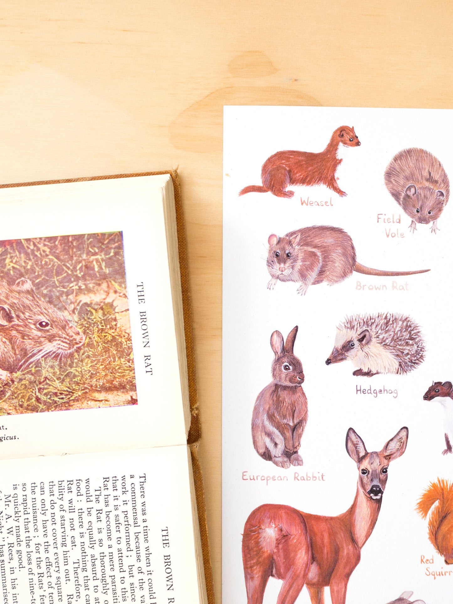 British Mammals Print