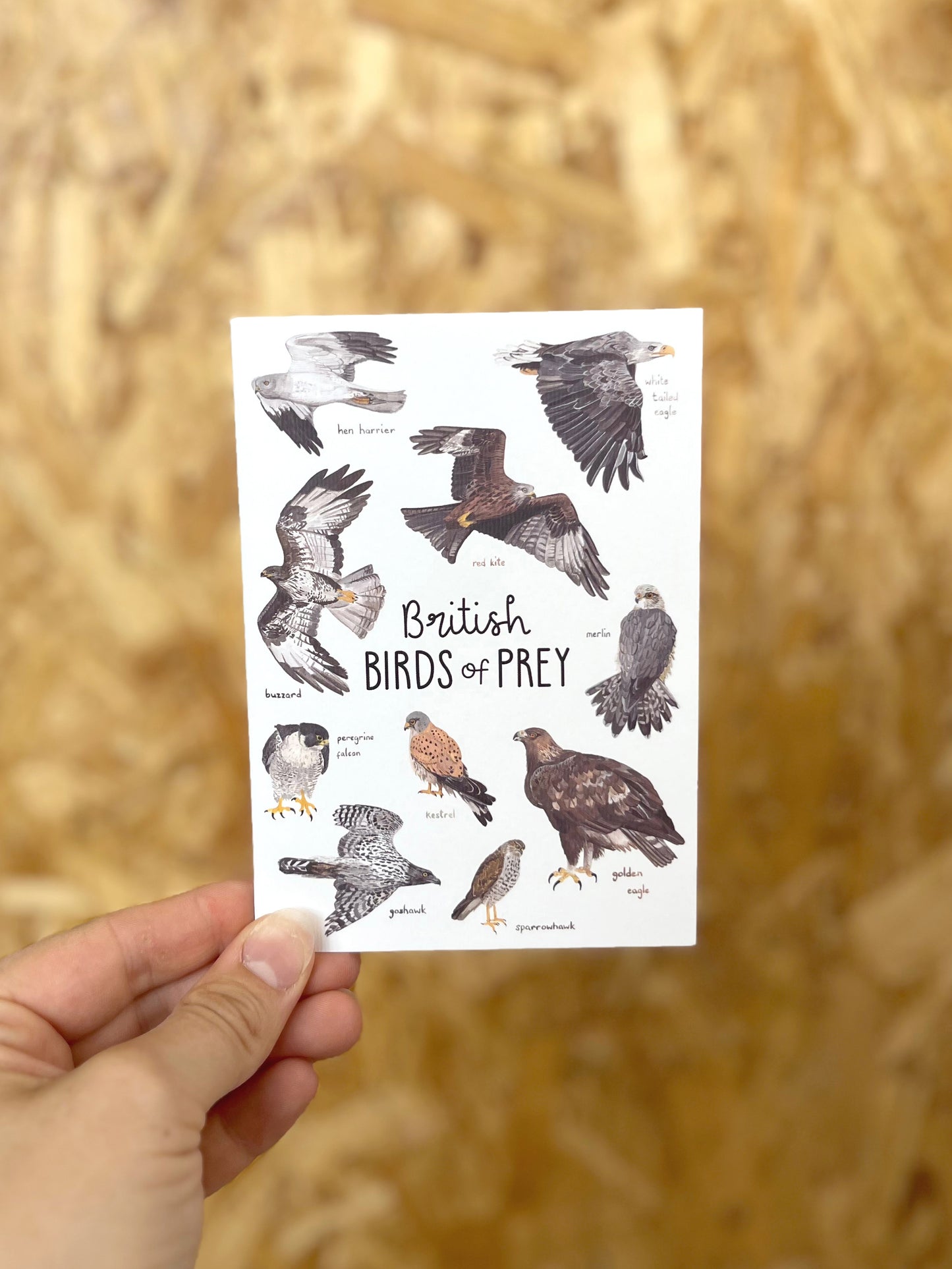 British Birds of Prey  Card