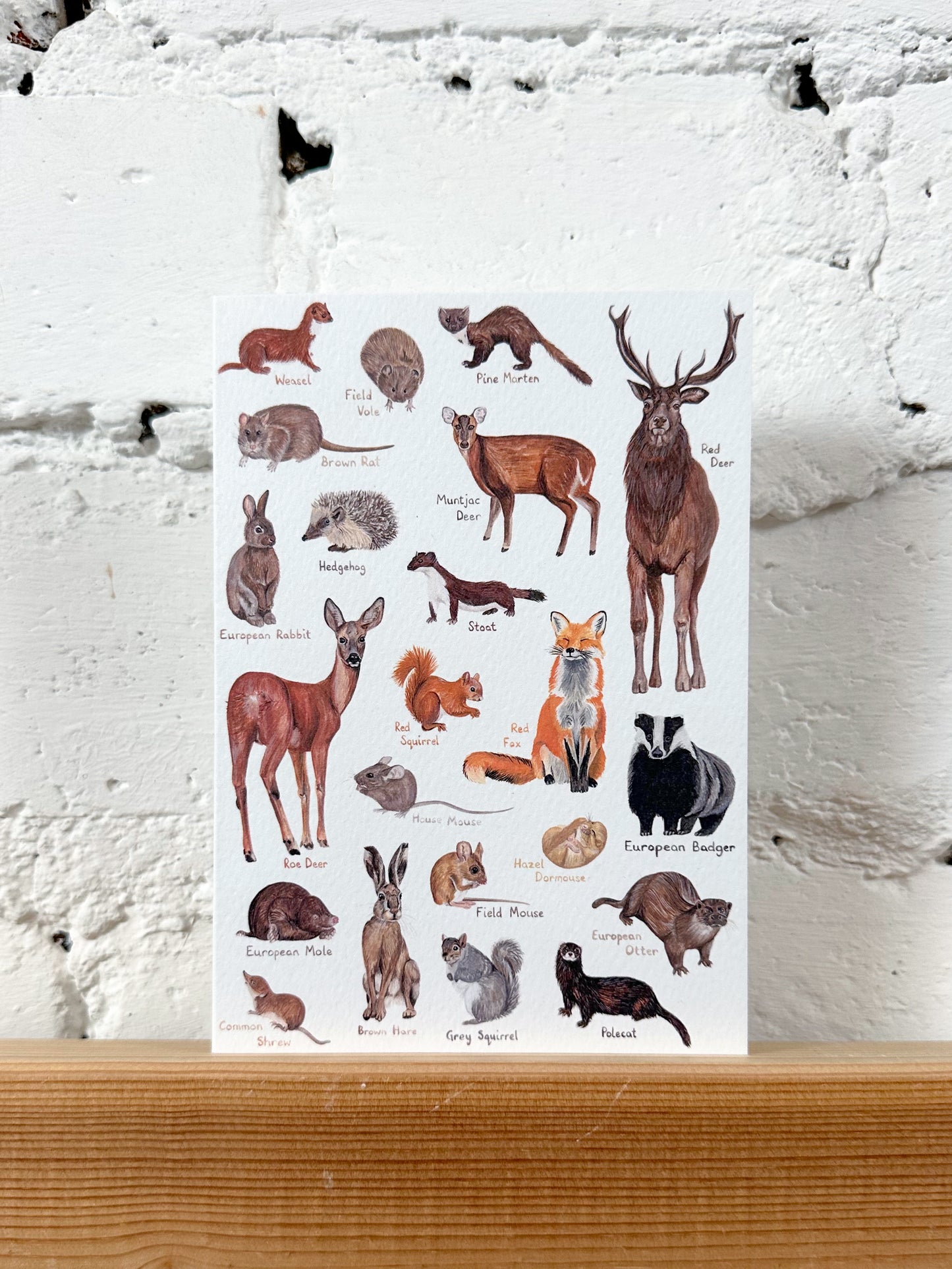 Woodland Animals Card