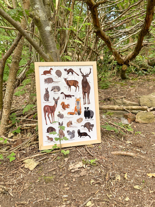 British Mammals Print