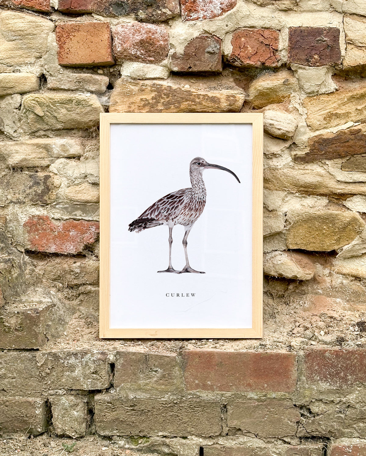 Curlew Art Print