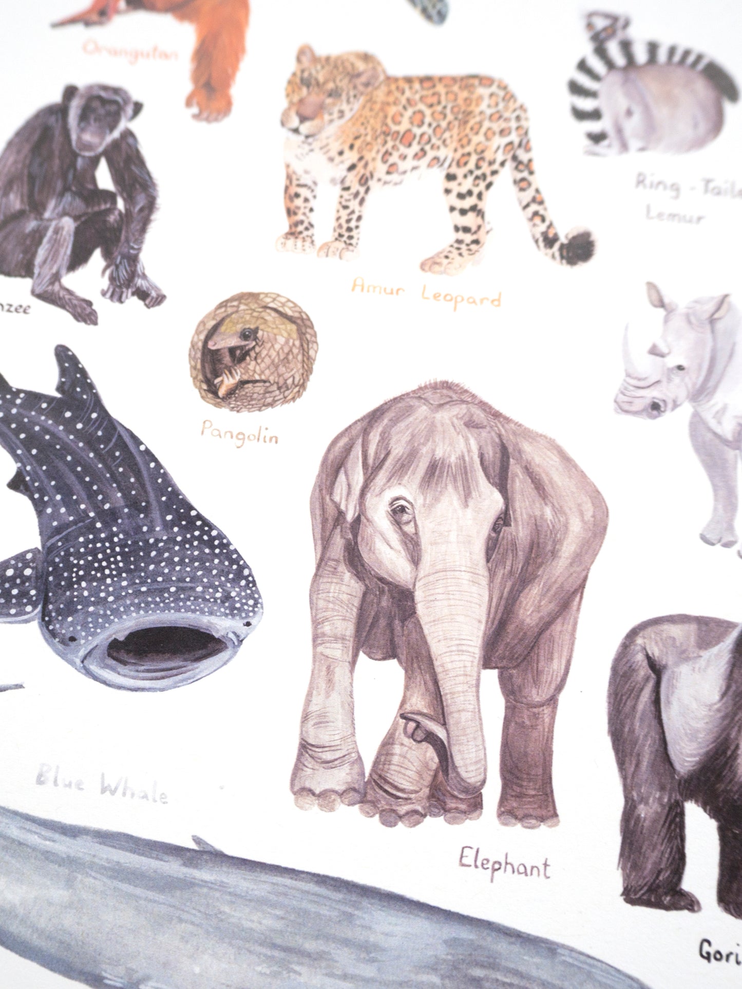 Endangered Animals Print