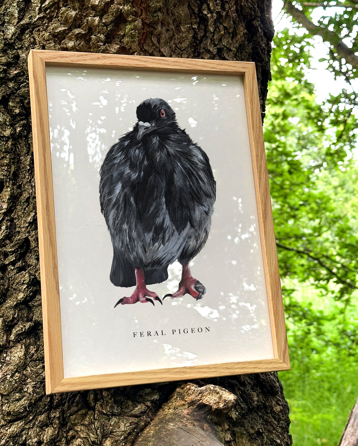 Feral Pigeon Art Print
