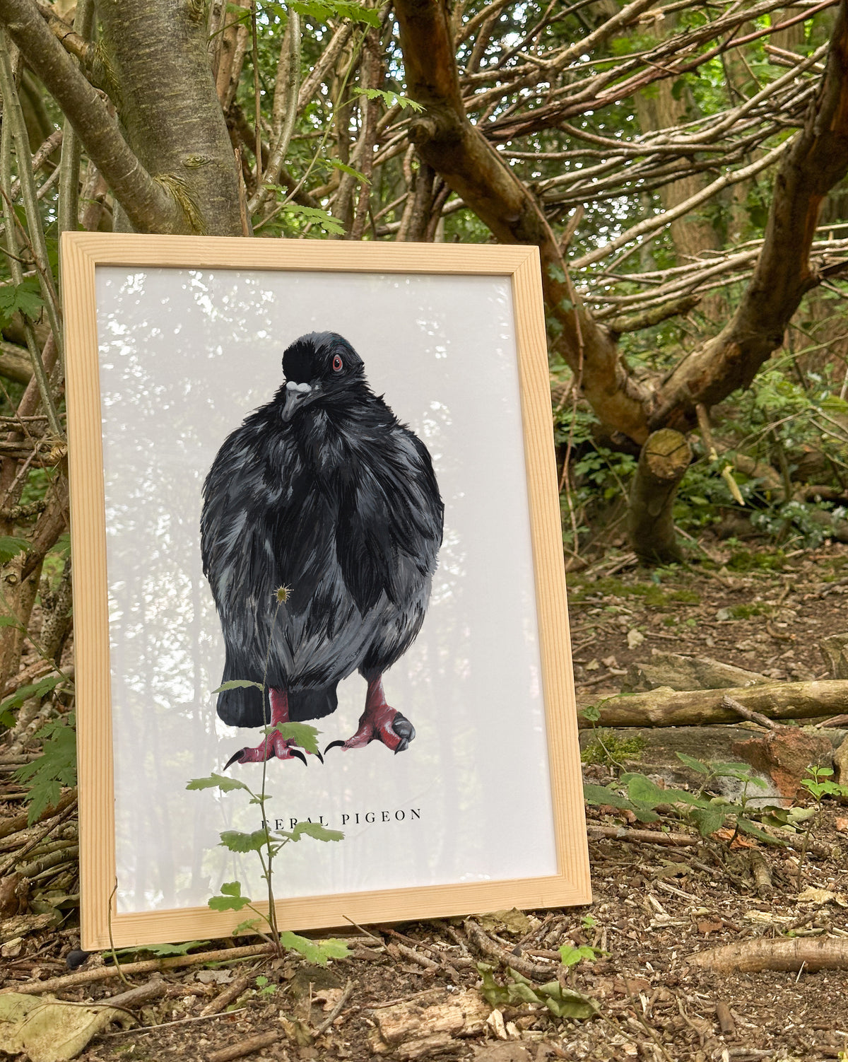 Feral Pigeon Art Print