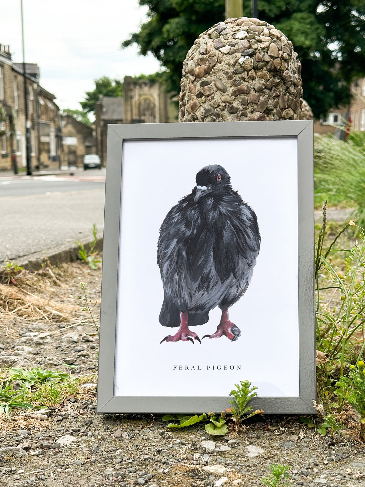 Feral Pigeon Art Print
