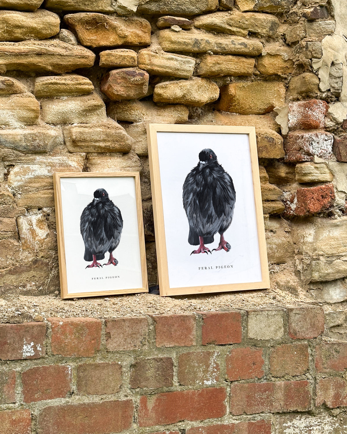 Feral Pigeon Art Print