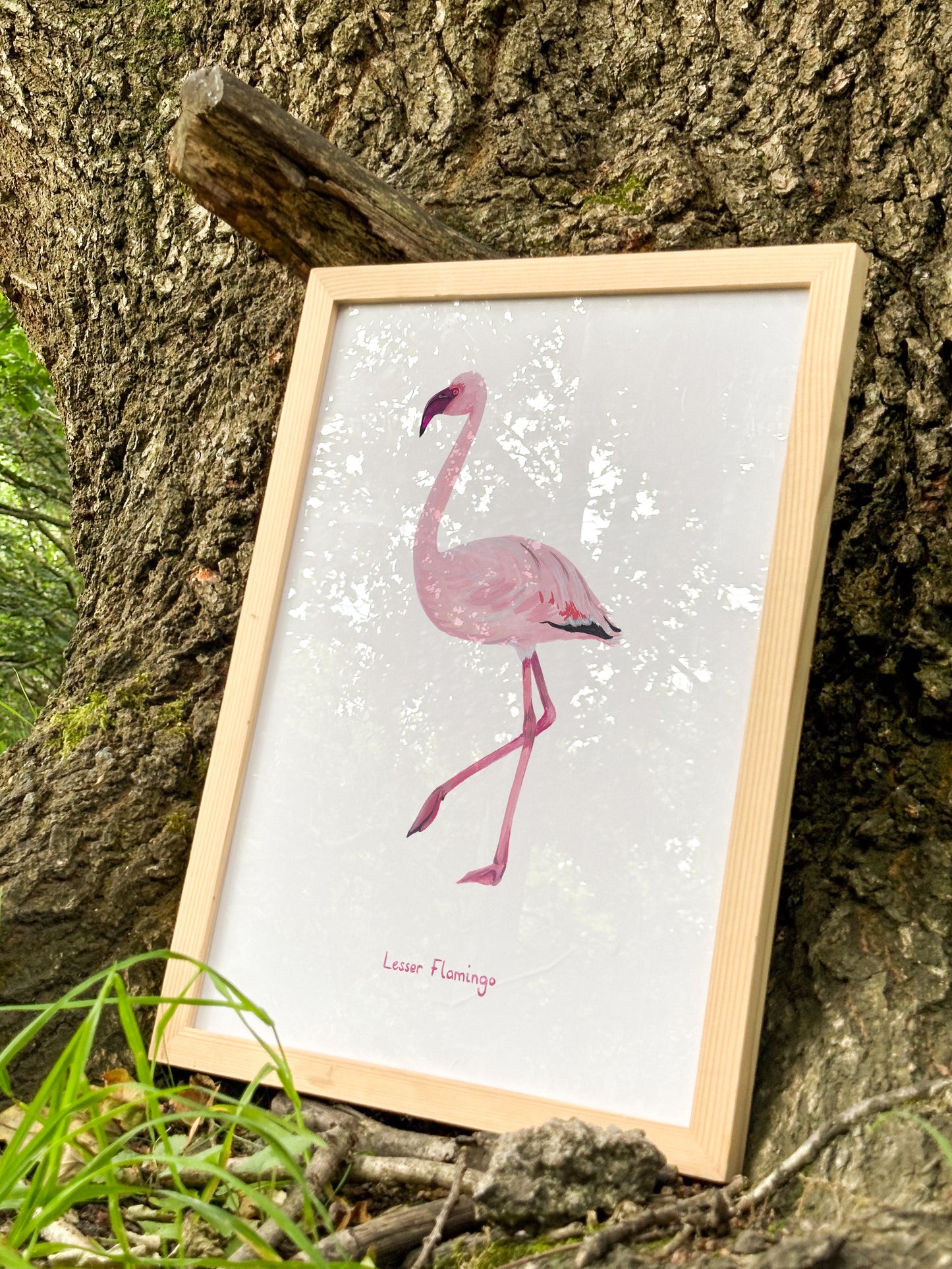 Lesser Flamingo Print