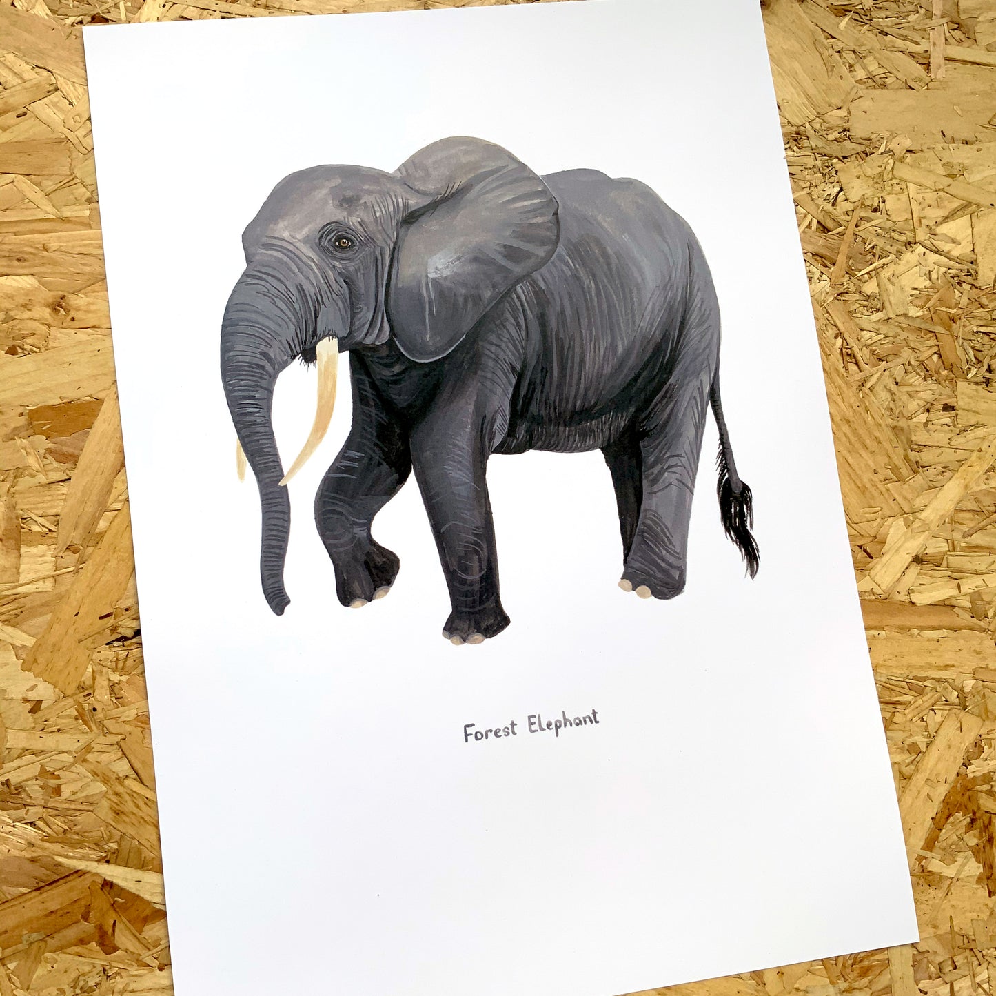 Forest Elephant Print