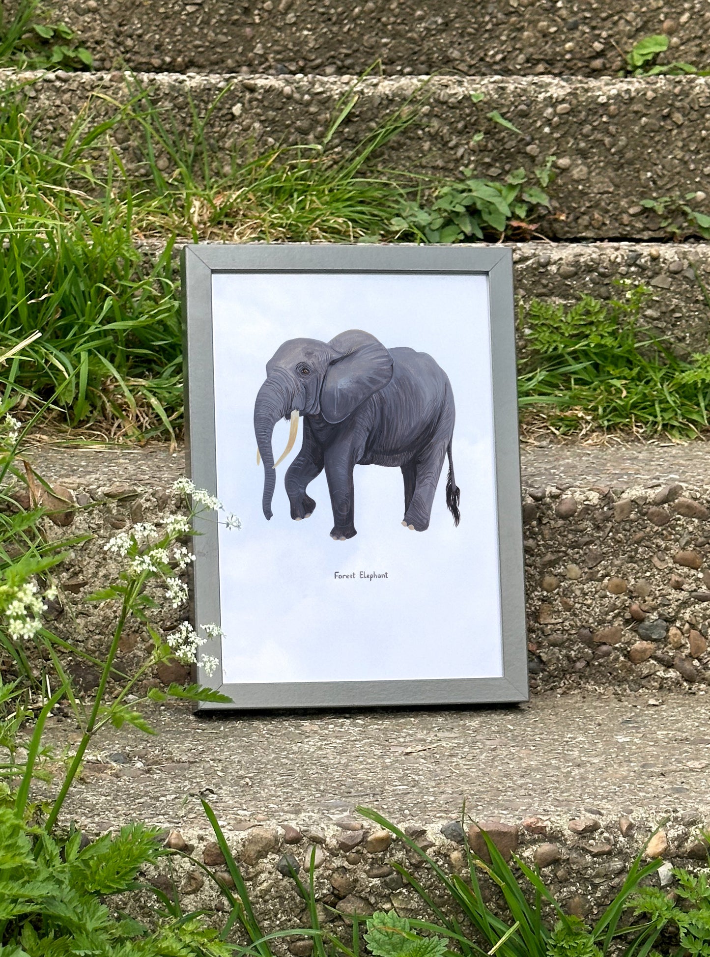 Forest Elephant Print