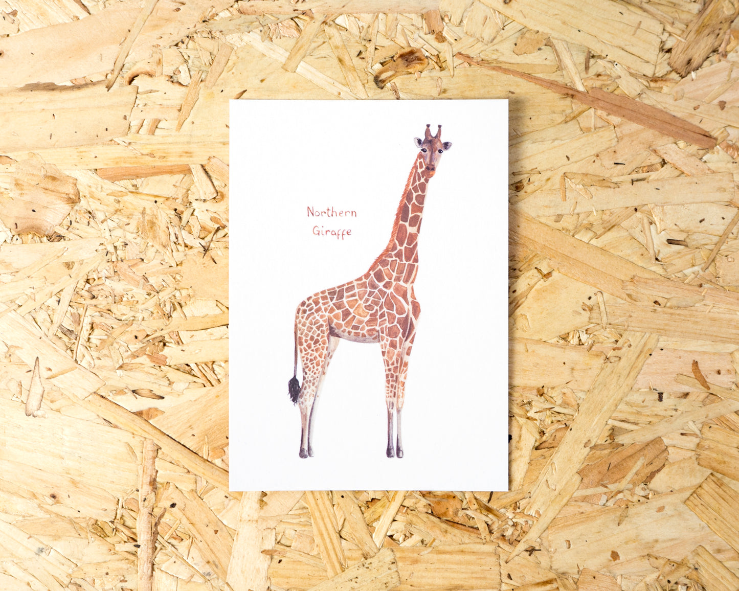 Northern Giraffe Postcard