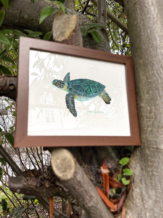 Green Sea Turtle Print