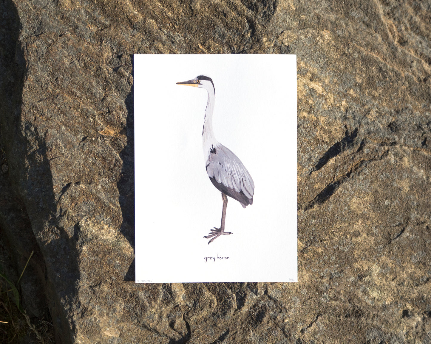 Grey Heron Print