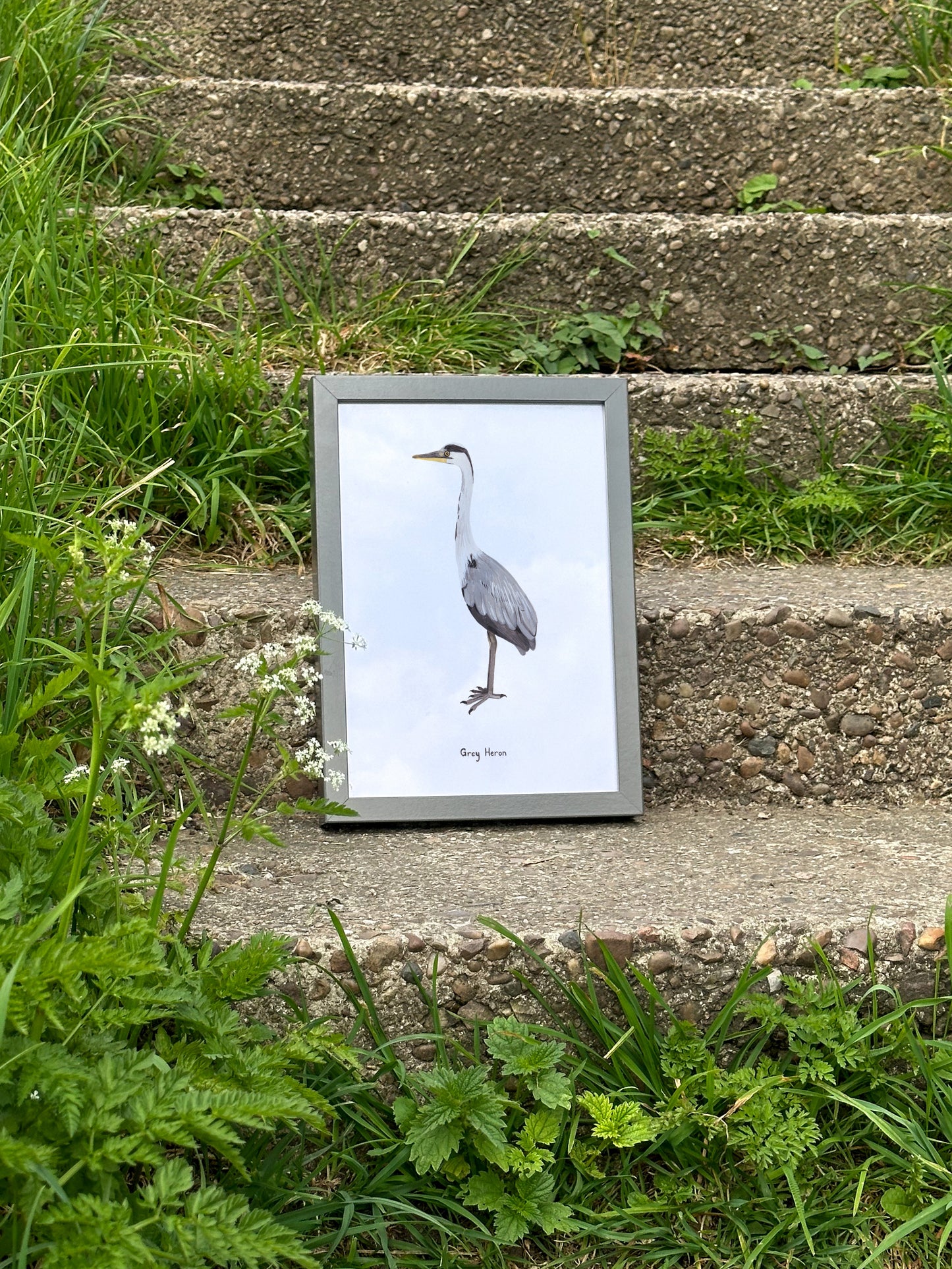 Grey Heron Print