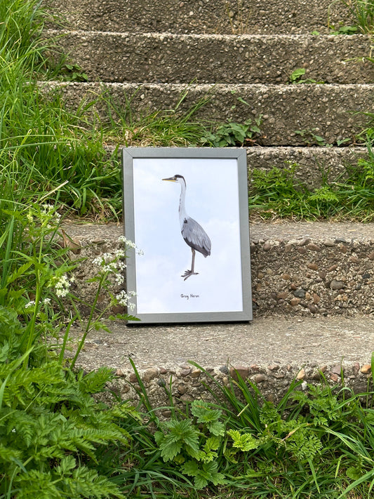 Grey Heron Print