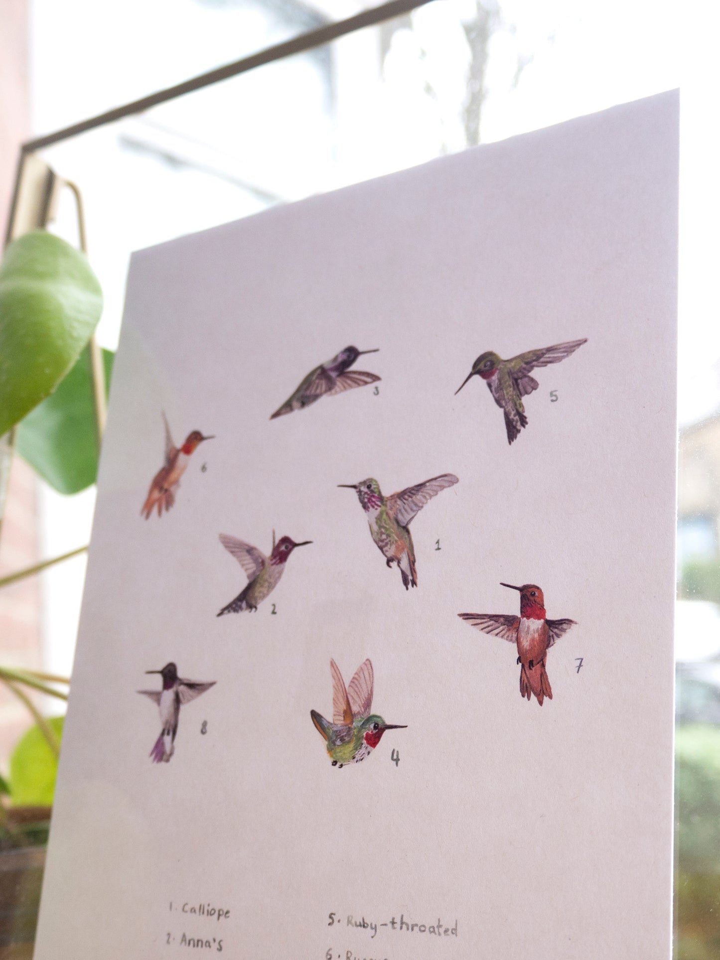 Hummingbirds Print