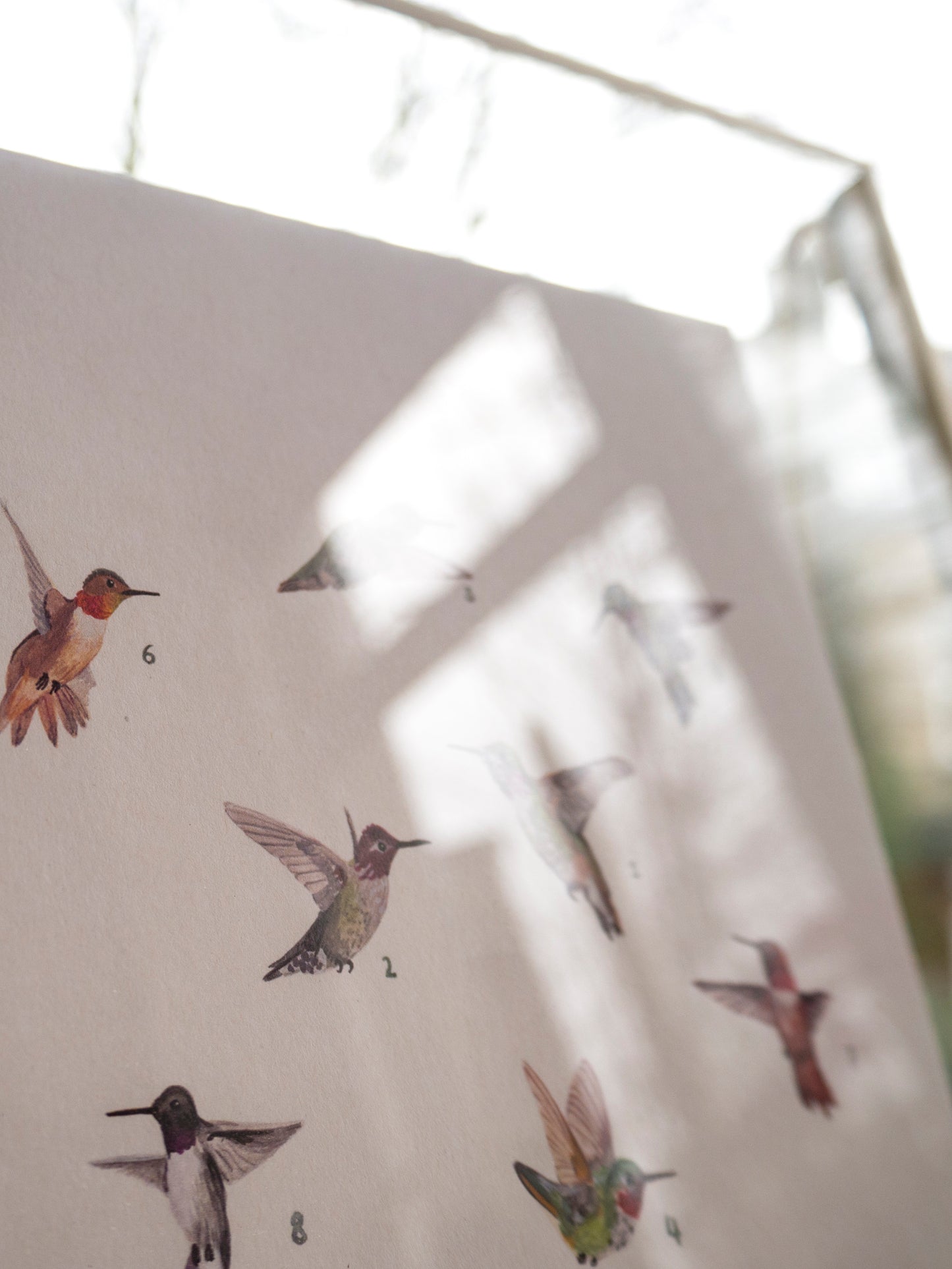 Hummingbirds Print