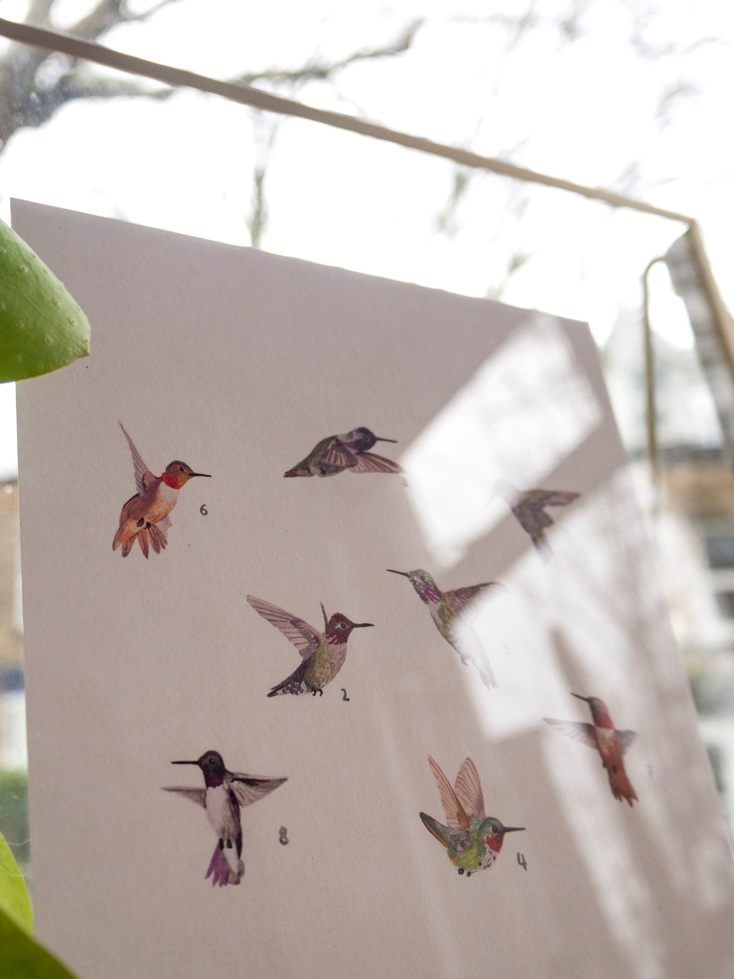 Hummingbirds Print