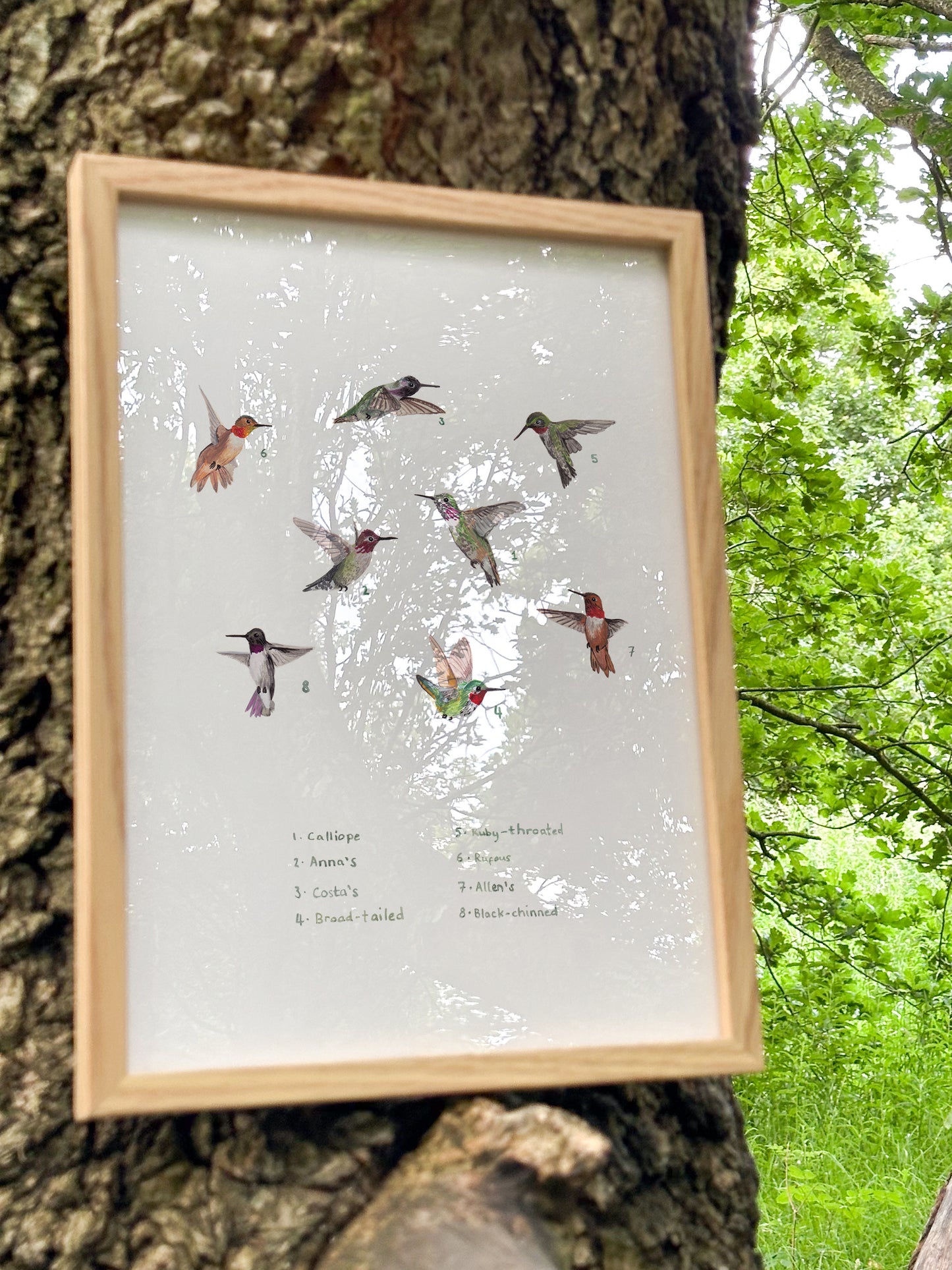 Hummingbirds Print