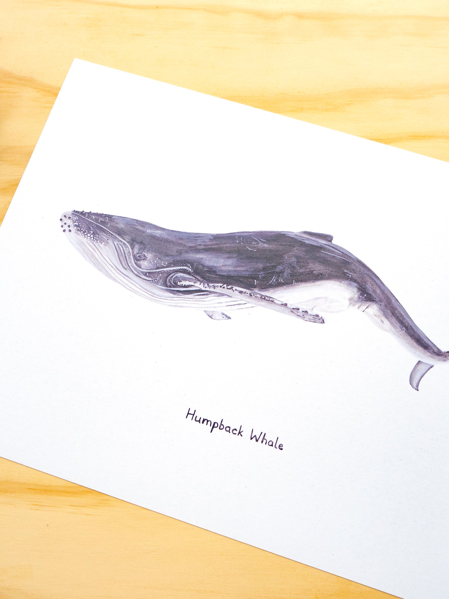 Humpback Whale Print