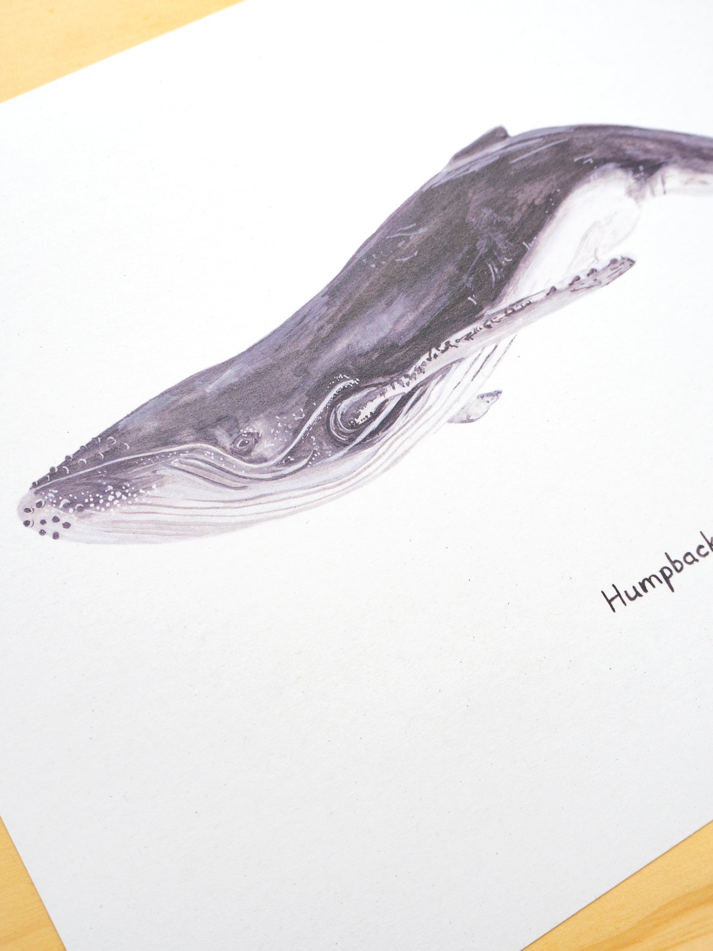 Humpback Whale Print