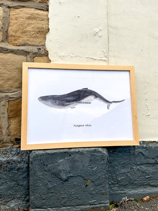 Humpback Whale Print