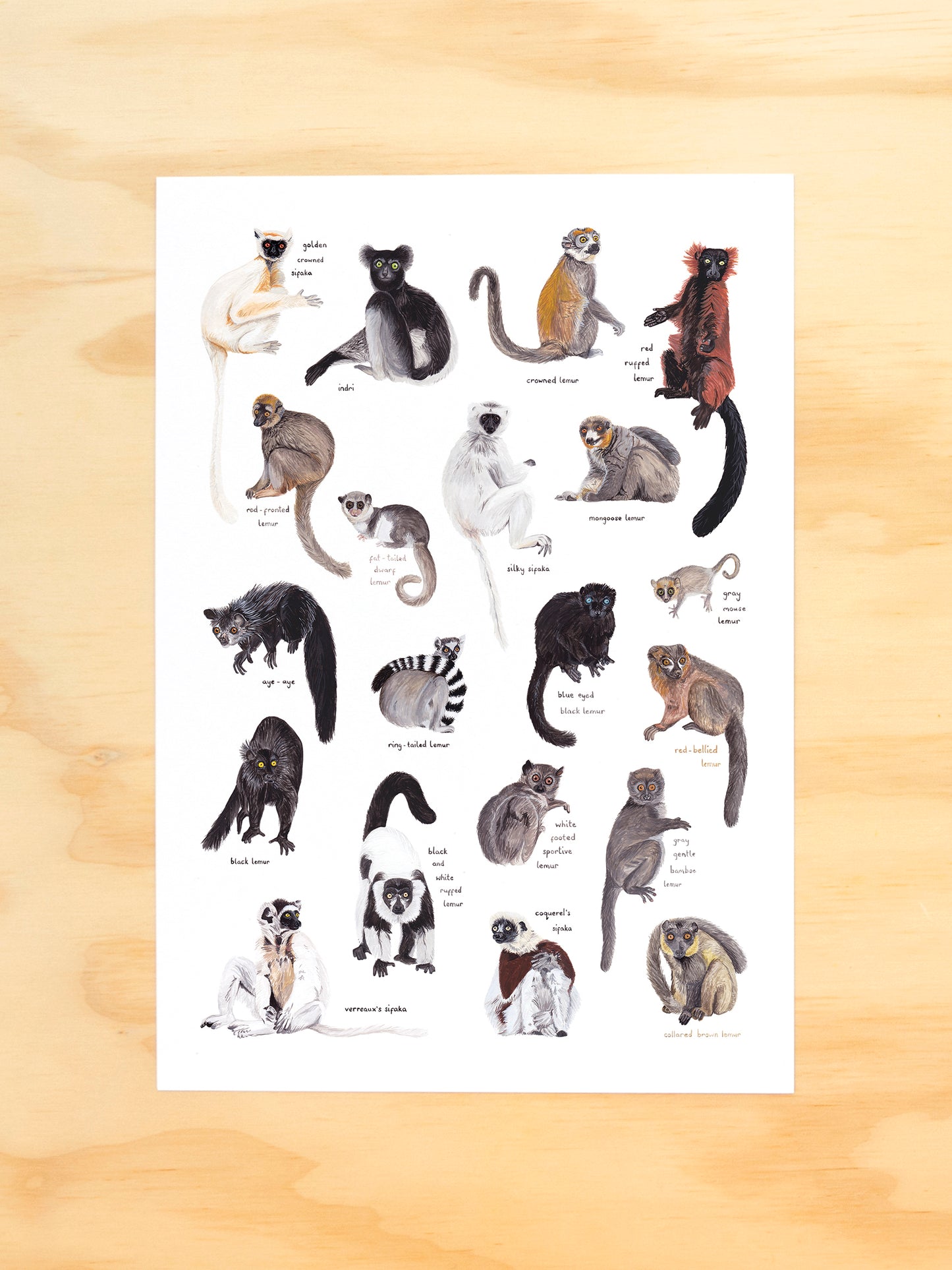 Lemurs of Madagascar Print