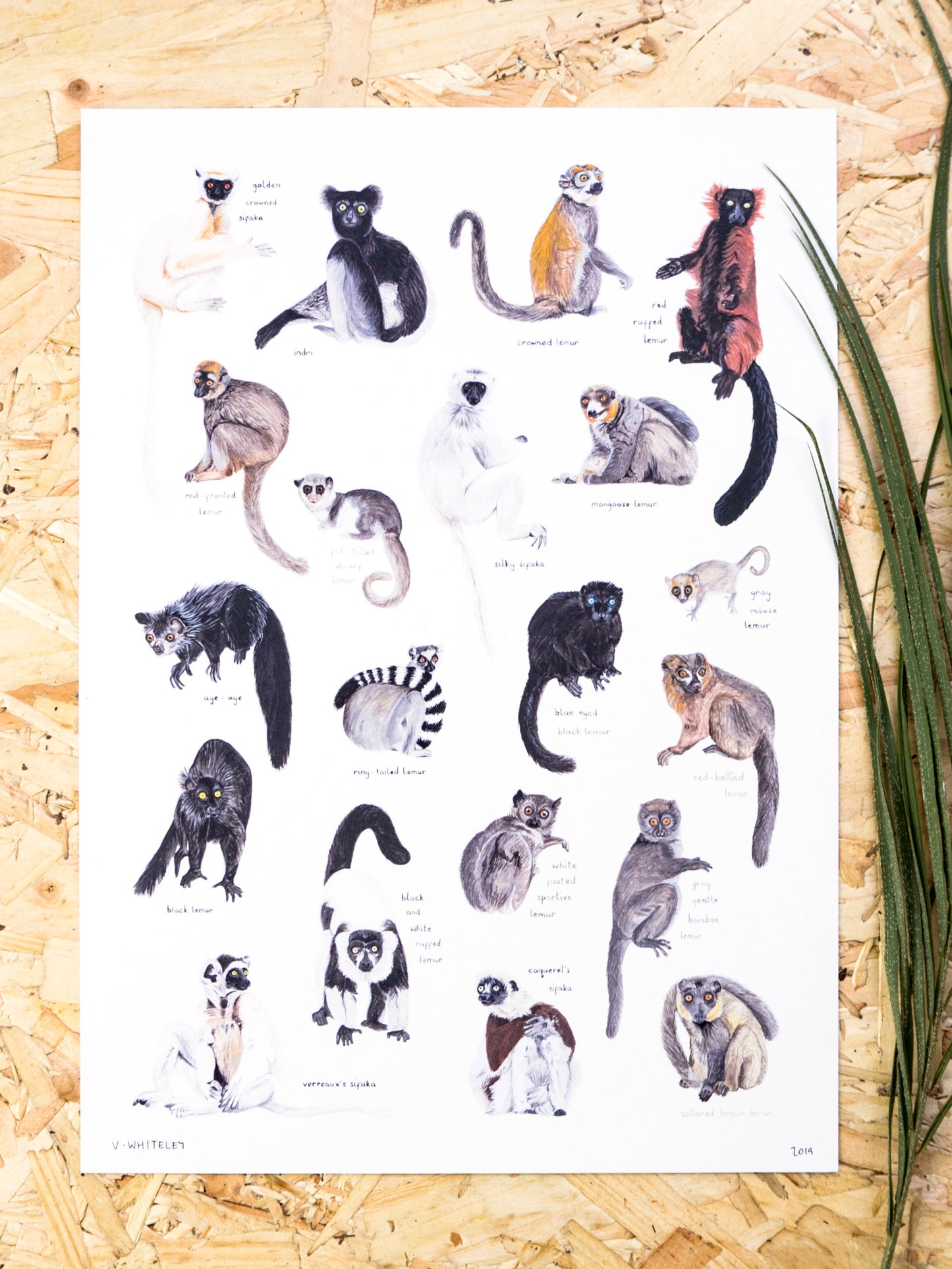 Lemurs of Madagascar Print