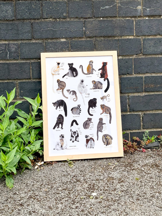 Lemurs of Madagascar Print