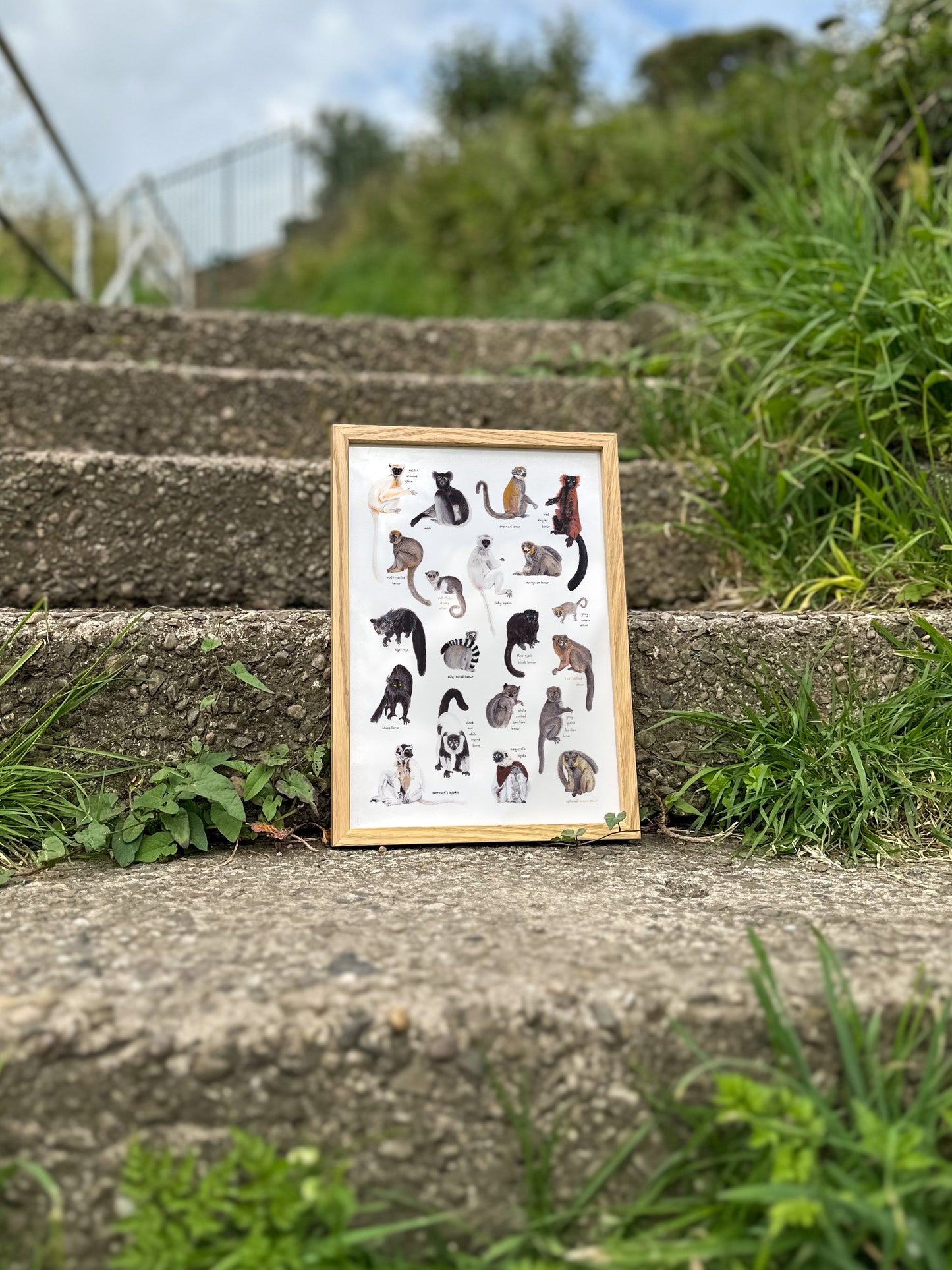 Lemurs of Madagascar Print