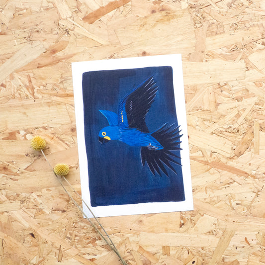 Hyacinth Macaw Print