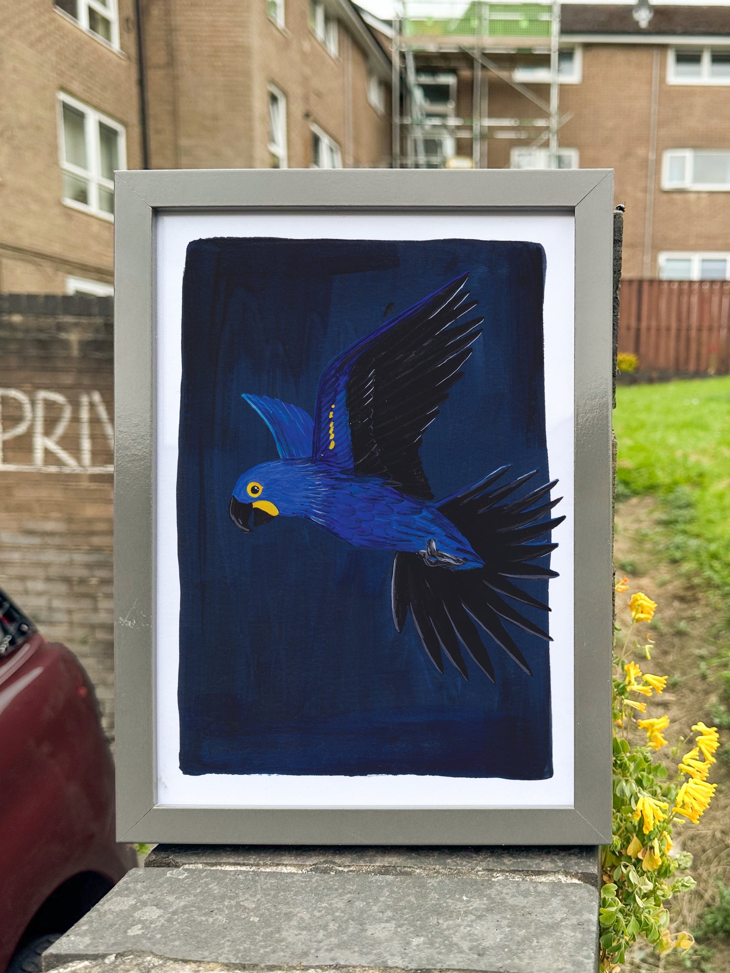 Hyacinth Macaw Print